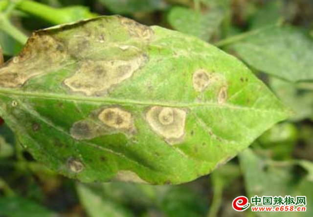 cn)讯 英文名pepper stemphylium leaf blight异名辣椒灰斑病 辣椒叶