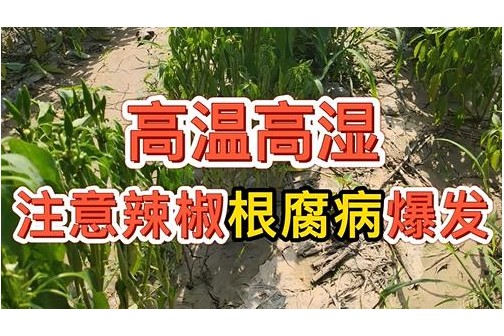 高温高湿 注意辣椒根腐病爆发 ()