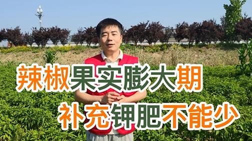 辣椒果实膨大期，补充钾肥不能少 ()