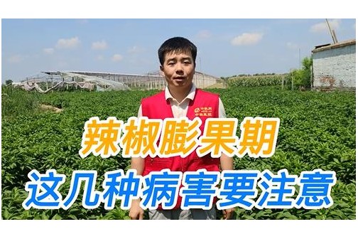 辣椒膨果期这几种病害要注意 ()