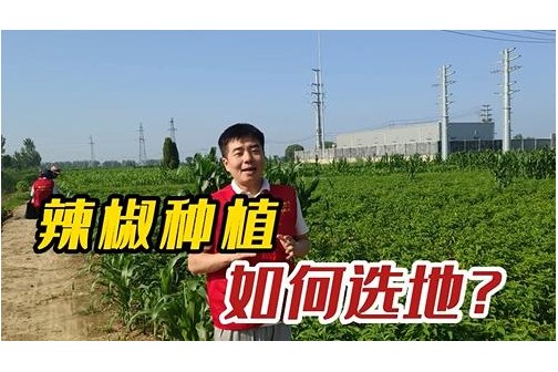 辣椒种植如何选地？ ()