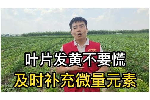 叶片发黄不要慌 及时补充微量元素 ()