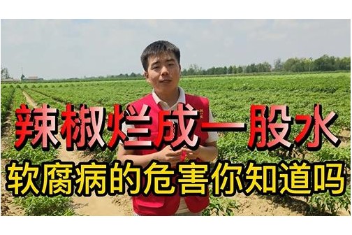 辣椒烂成一股水，软腐病的危害你知道吗 ()