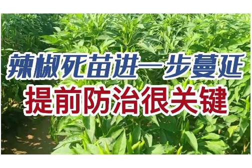 辣椒死苗进一步蔓延 提前防治很关键 ()