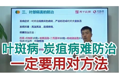 叶斑病 炭疽病难防治一定要用对方法 ()