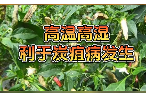 辣椒花皮病，无病早防，有病早治！